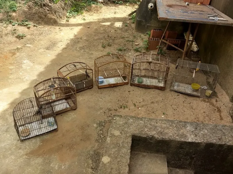 Polícia Ambiental apreende pássaros silvestres em Colatina
