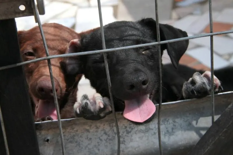 Cães são encontrados mortos em abrigo temporário de animais em Baixo Guandu