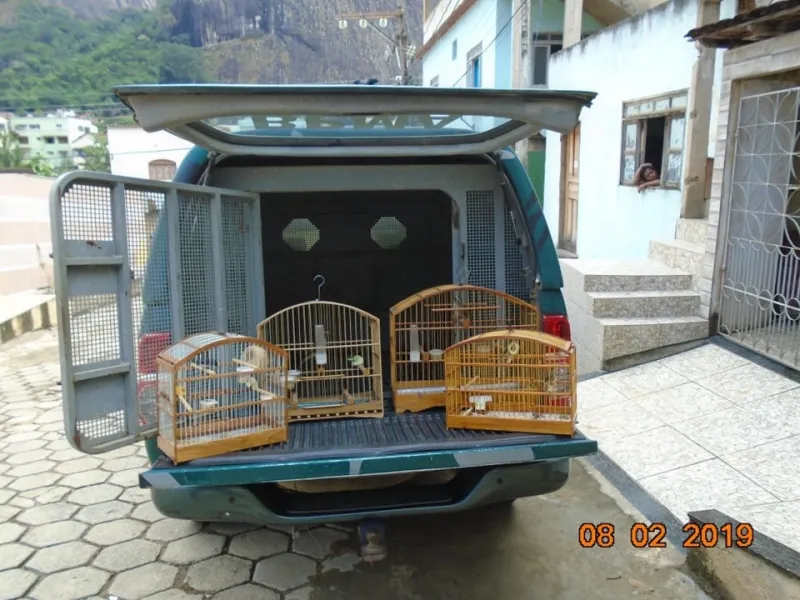 Polícia Ambiental apreende pássaros em cativeiro em Pancas