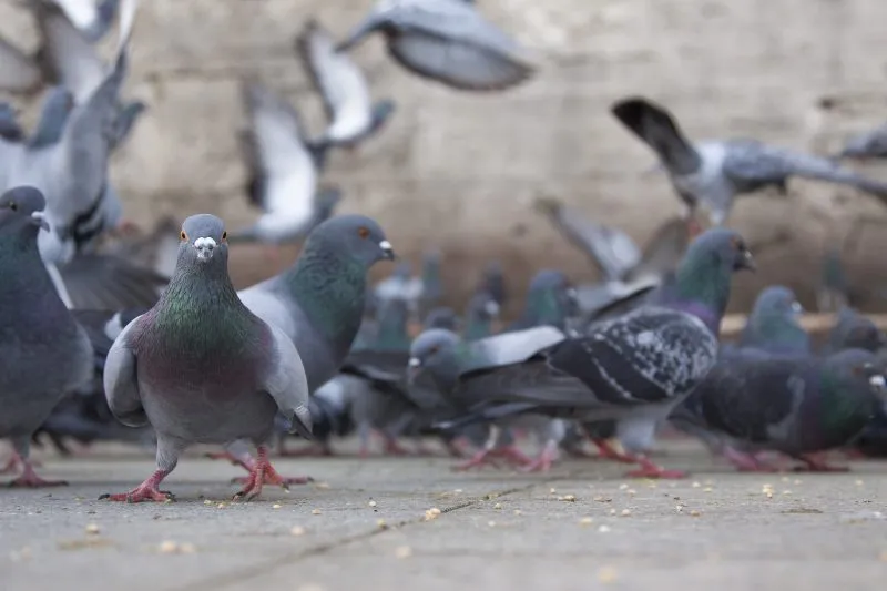Começa em breve uma ação para conscientizar o colatinense sobre os pombos nas ruas da cidade