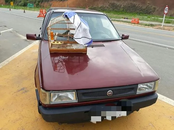 Pássaro sem registro apreendido no Posto Rodoviário de Colatina