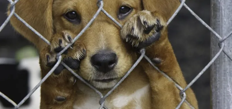 Polícia Militar faz parceria com Confraria sobre maus tratos a animais