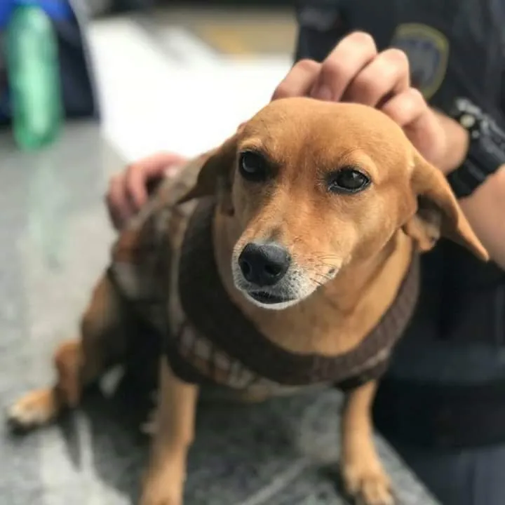 Policiais do Oitavo Batalhão em Colatina dão exemplo de sensibilidade e bons tratos aos animais