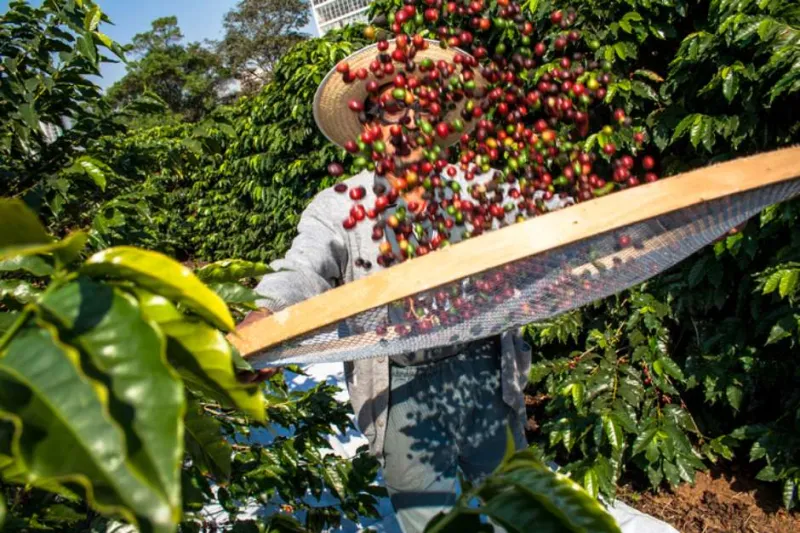 Do céu ao chão: produtores de Colatina, Linhares e cidades do Norte e Noroeste do ES sentem impacto com queda histórica no preço do café