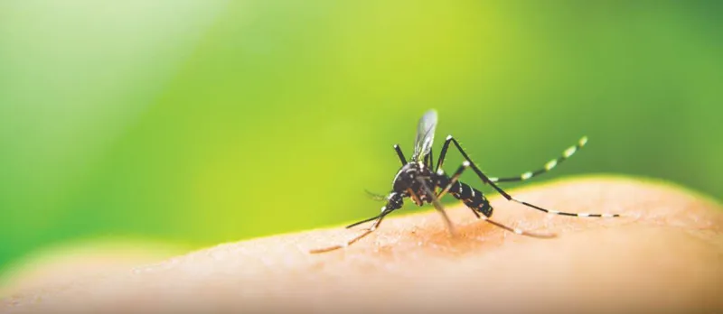 Número de casos de dengue sobe 412% em Colatina nos últimos dois meses