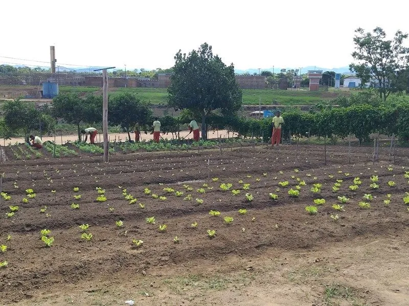 Hortaliças produzidas por detentos são doadas para instituições de caridade em Colatina