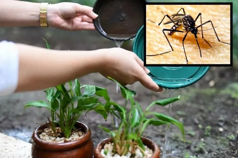 Saiba porque os casos de dengue aumentaram tanto em Colatina