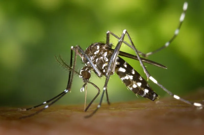 Colatina pode passar por uma epidemia de dengue como aconteceu em 2016.