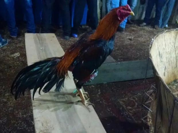 Polícia estoura “rinha” de galo no interior de residência em Colatina