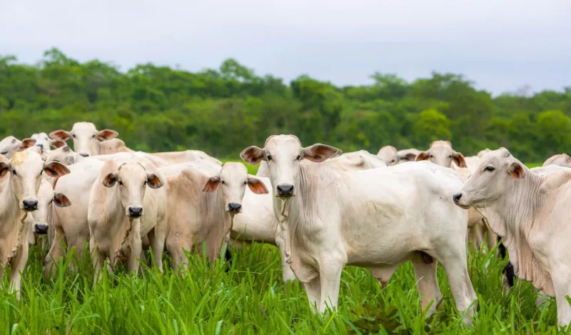 Campanha de vacinação contra febre aftosa começa neste sábado (1º), em Colatina