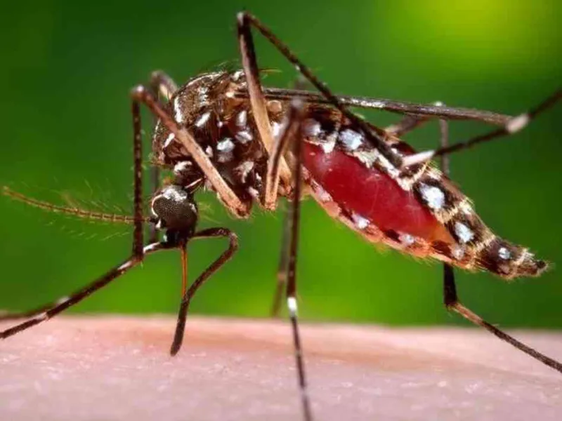 ES investiga 10 mortes por dengue; Baixo Guandu entre as cidades com casos suspeitos