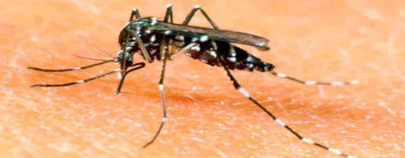 Vacina contra a dengue: Ministério da Saúde projeta distribuição para Colatina após o carnaval