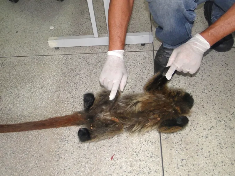 Macaco encontrado morto em Colatina levanta suspeitas. O primata pode ter sido envenenado, mas febre amarela não está 100% descartada