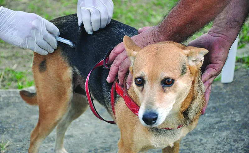 Campanha de vacinação antirrábica para cães e gatos começa em outubro, em Colatina; veja data e local