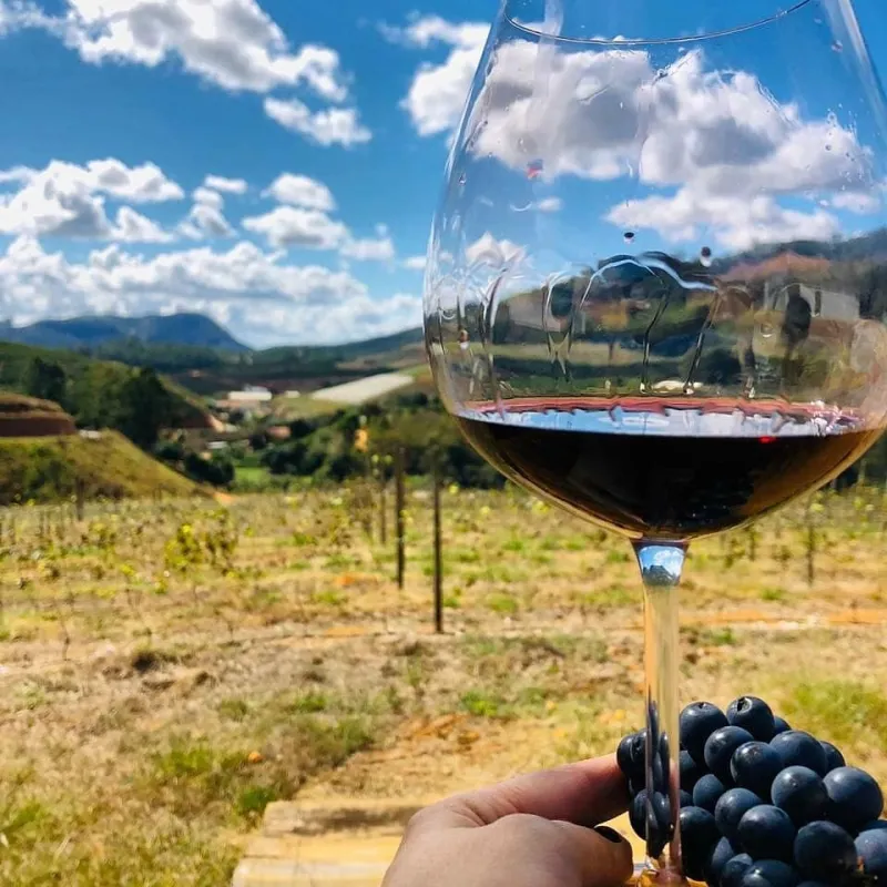 Vinho tinto de Santa Teresa ganha medalha de ouro em competição nacional