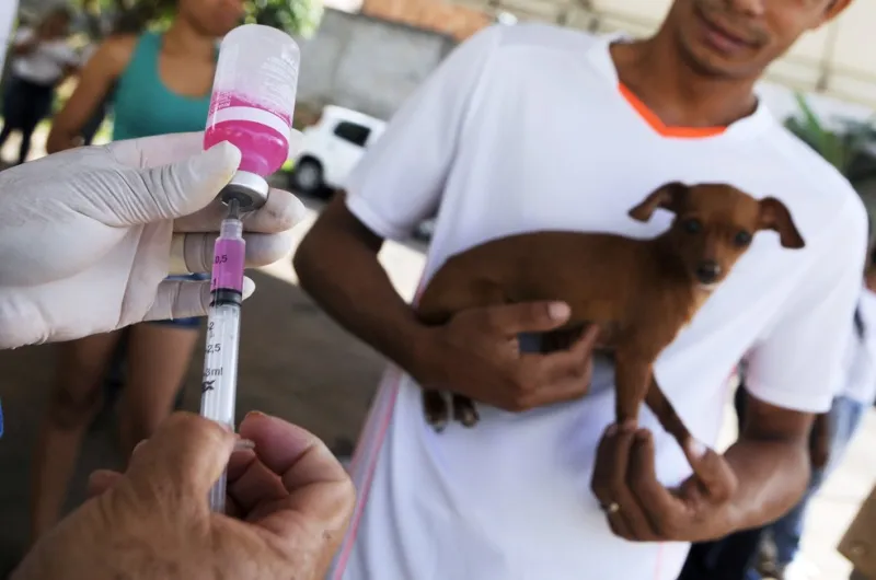 Vacinação Antirrábica atinge meta em Colatina