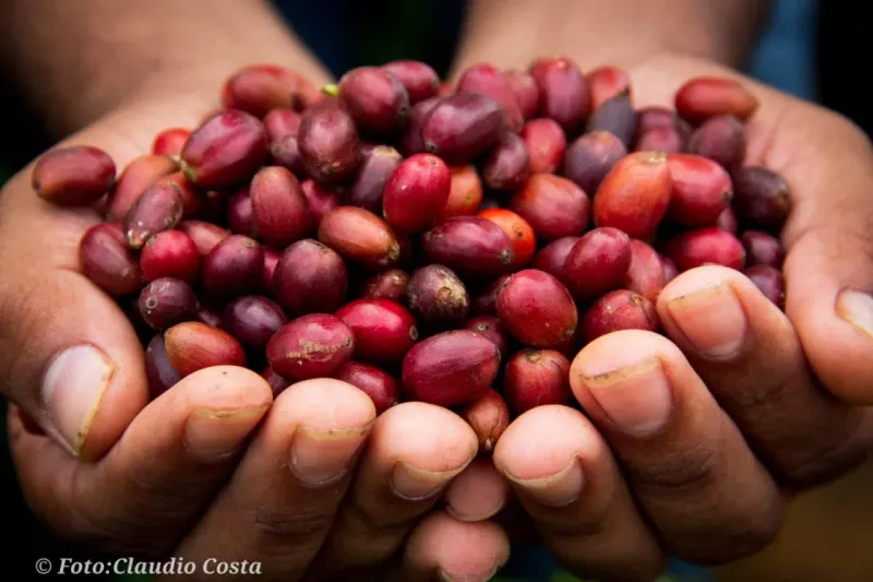 Dia Mundial do Café: Seag lança cartilha com orientações para prevenção ao coronavírus