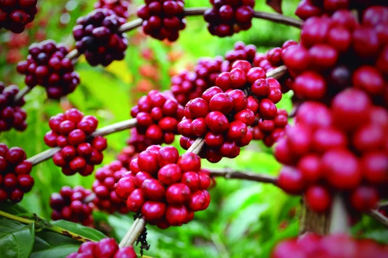 Colatina terá o IX Concurso de Qualidade do Café Conilon