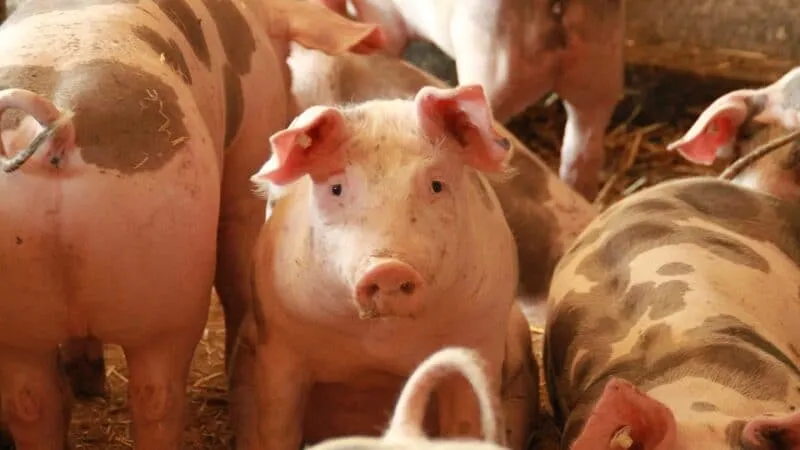 Idaf Colatina se pronuncia sobre caso de Peste Suína Africana (PSA) no Continente Americano