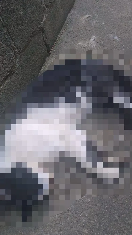 Cães e gatos são envenenados em bairro de Colatina. Comunidade pede providência urgente