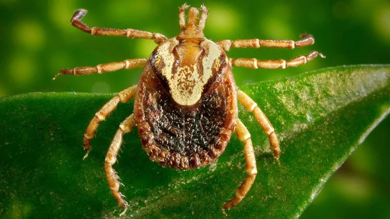 Febre maculosa: Colatina está entre municípios capixabas com casos confirmados da doença neste ano
