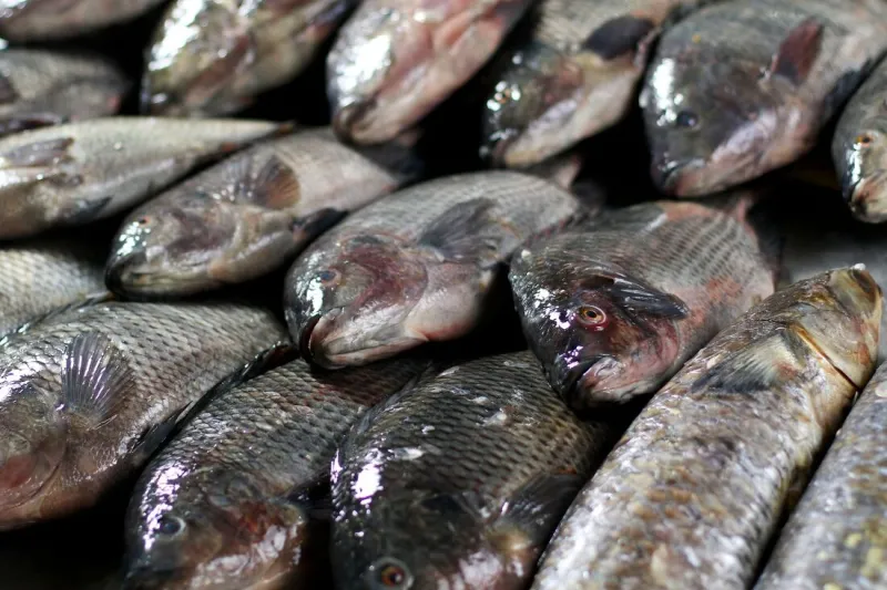 Período de quaresma tem início e deve aquecer comércio de pescados em Colatina e região