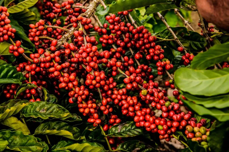 Dia de Campo do Café Conilon vai reunir produtores em Colatina. Veja a programação