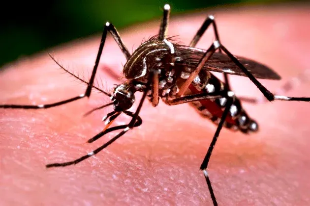 Colatina registra 1.125 casos de dengue nos primeiros 67 dias do ano. 85% dos focos estão dentro das residências