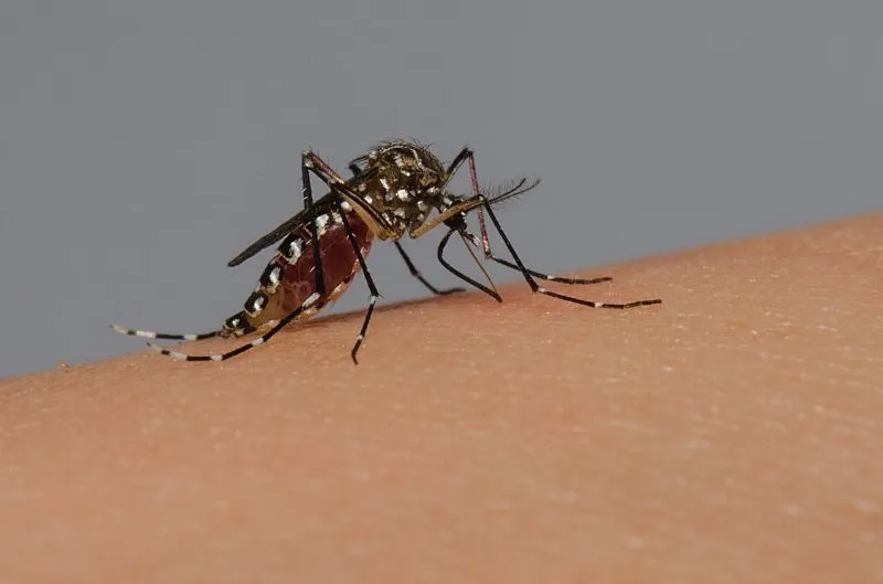 Tecnologia entra na guerra contra a dengue em Baixo Guandu; município já soma 287 notificações em 2026