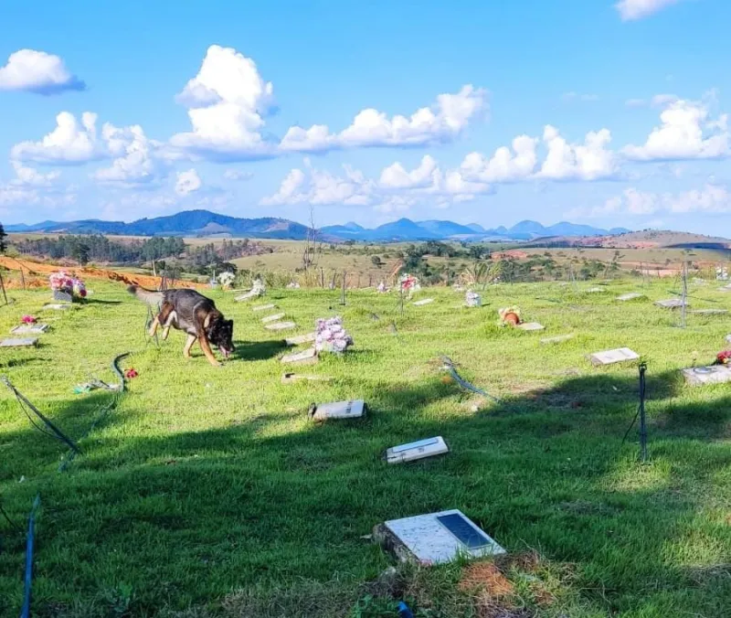 Vídeo: cão farejador da PM acha drogas escondidas em lápide de cemitério, em Colatina