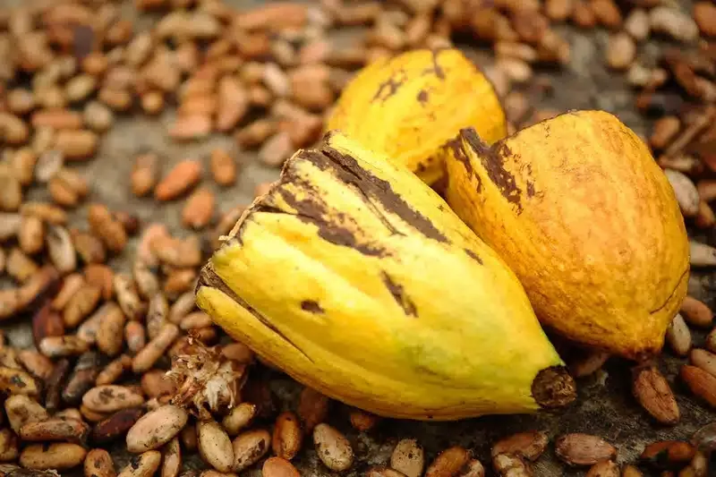 Produtores rurais de Colatina temem aumento de furtos com a chegada do período de estocagem de café e cacau