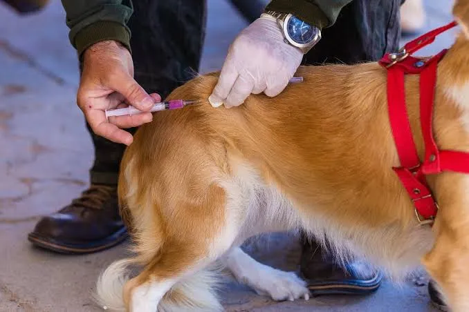 Prefeitura de Colatina amplia vacinação antirrabica de cães e gatos no interior