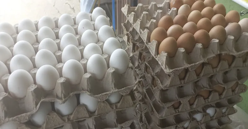 Preço do ovo nas alturas volta a assustar consumidores em Colatina