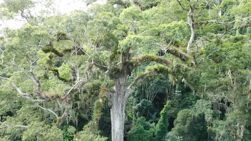 Dia da Árvore: jequitibá rosa, símbolo imponente da natureza de João Neiva