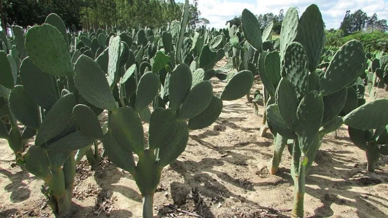Santa Teresa recebe Dia de Campo sobre palma-forrageira