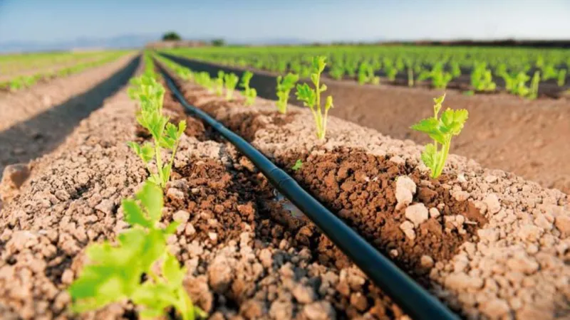 Atenção agricultores de Colatina e região: conheça as medidas decretadas pelo Estado para conter o impacto da estiagem. Veja entrevista