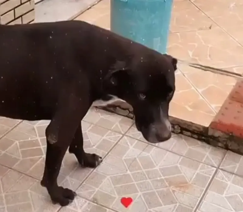 Cachorro “Negão” envenenado e morto no bairro Honório Fraga, em Colatina