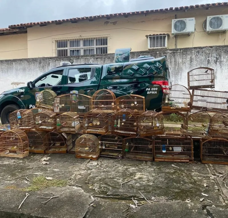 Mais de 30 aves resgatadas do cativeiro ilegal em Colatina, incluindo espécie ameaçada de extinção