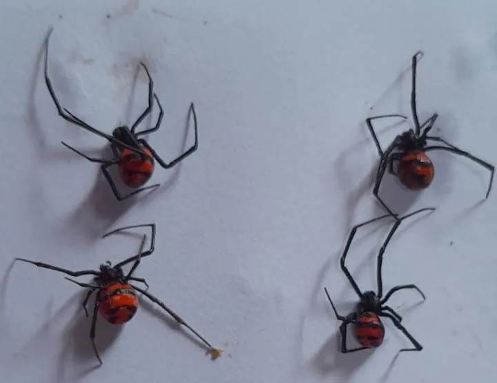 Moradora de bairro colatinense está preocupada com o aparecimento de aranhas da espécie “viúva negra”