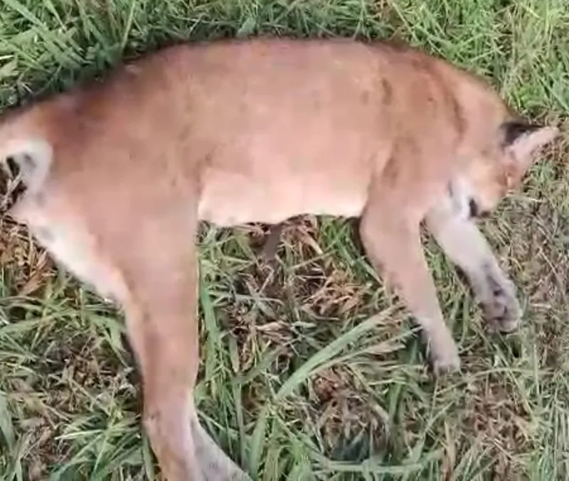 Vídeo: onça-parda morre atropelada em rodovia de Colatina