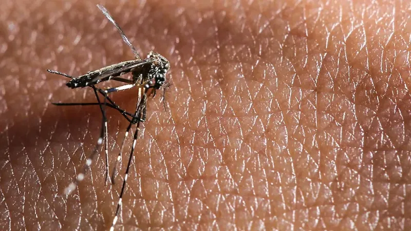 Espírito Santo registra caso de dengue tipo 3 após uma década; vírus já circula no estado