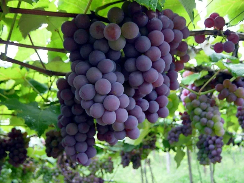Santa Teresa é líder na produção de vinhos e uvas no Espírito Santo