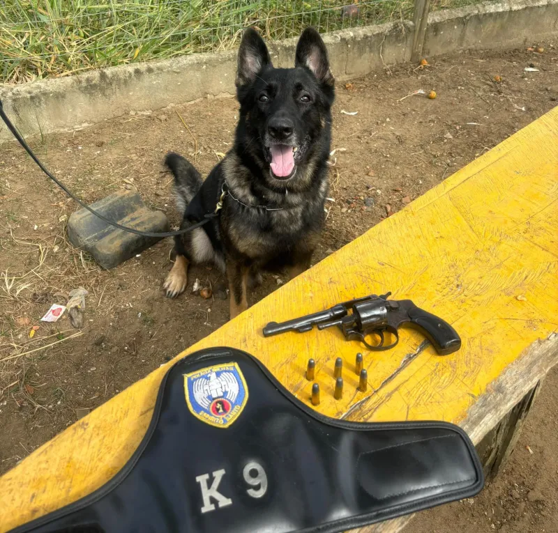 Operação Policial com ajuda do Cão Top, resulta na apreensão de arma e munições no interior de Colatina.