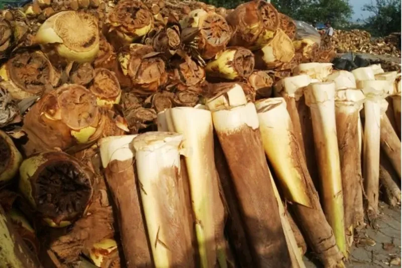 Semana Santa: saiba onde comprar palmito em Colatina