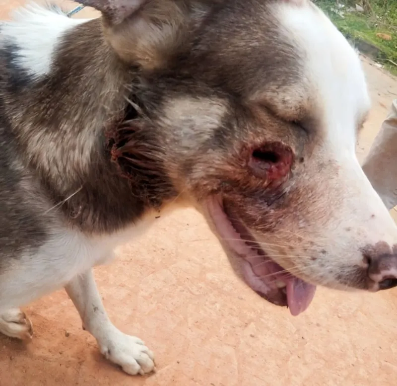 Cão é salvo após sofrer possível ataque a tiros em Colatina
