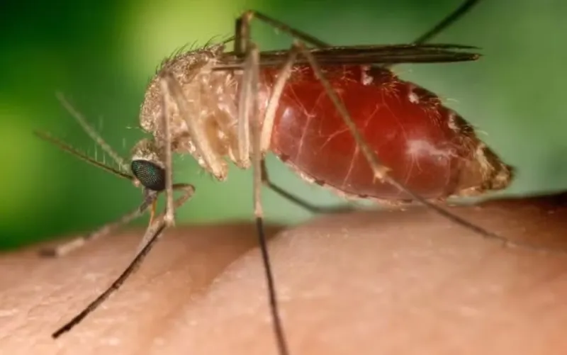 Colatina lidera: casos confirmados de febre do Oropouche chegam a 56 no Espírito Santo