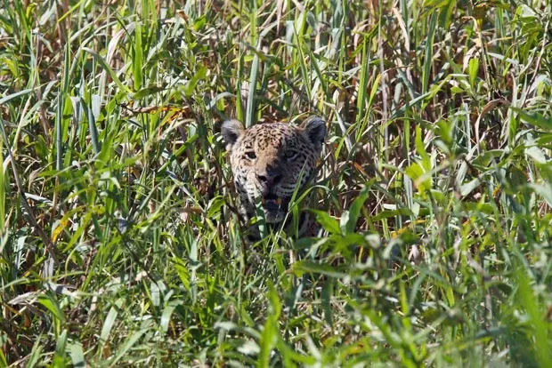 Onça com filhotes é avistada em Ponte do Pancas, Colatina, e morador fica assustado