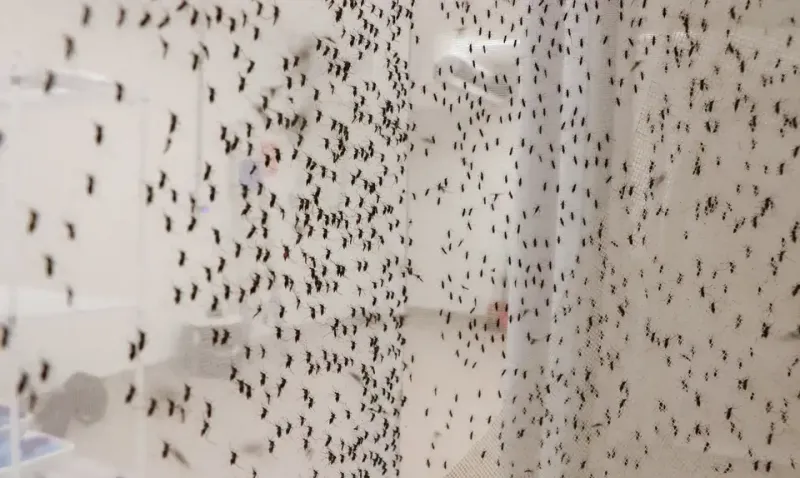 Colatina ocupa terceira colocação no ES em número de casos de Febre do Oropouche