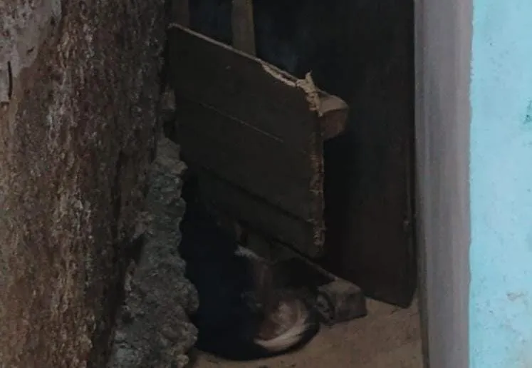 Vizinhos denunciam abandono e maus-tratos de cadela, no bairro São Vicente em Colatina