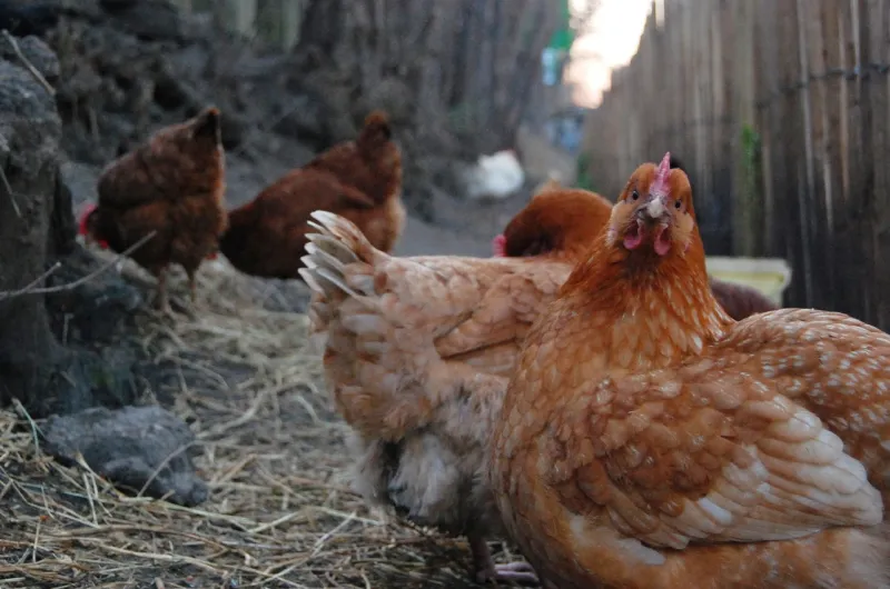 Mulher encontra substância semelhante a chumbinho dentro de galinhas compradas em Colatina